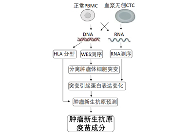 肿瘤新生抗原分析筛选服务