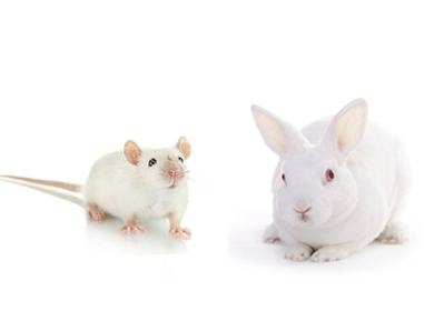 轉基因小鼠與兔的研發與生產